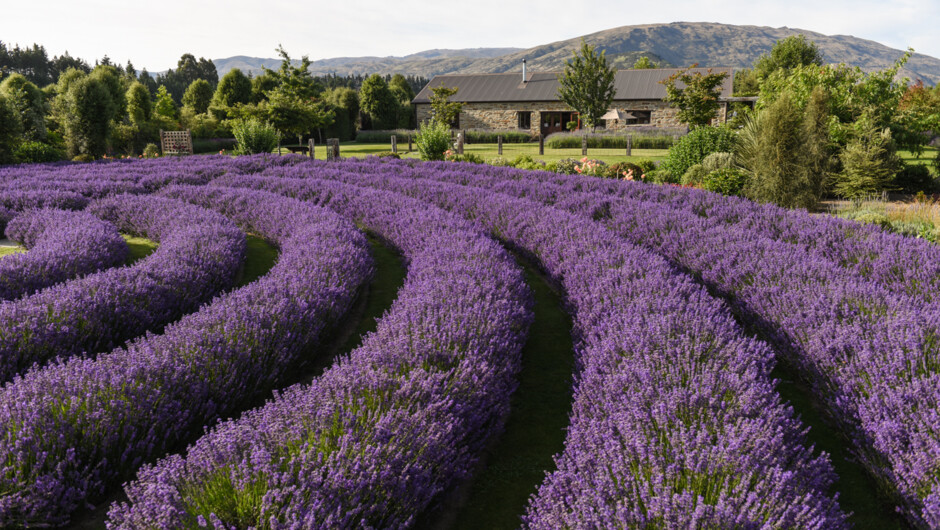 Wānaka Lavender Farm