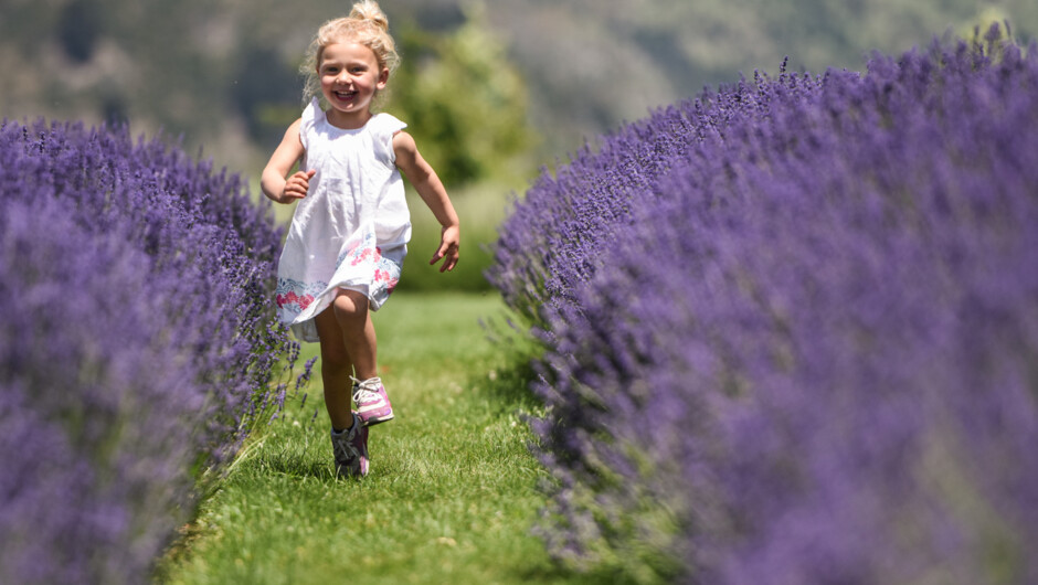 Run through the lavender aromas
