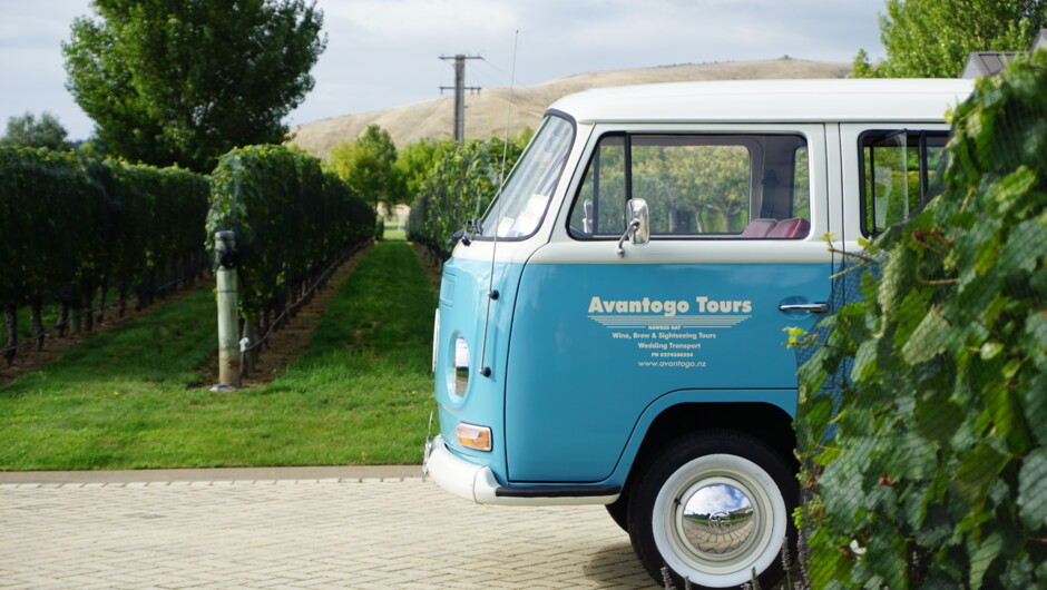 Kombi peeking out the vines.