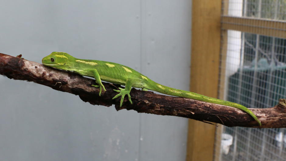 Northland Green Gecko