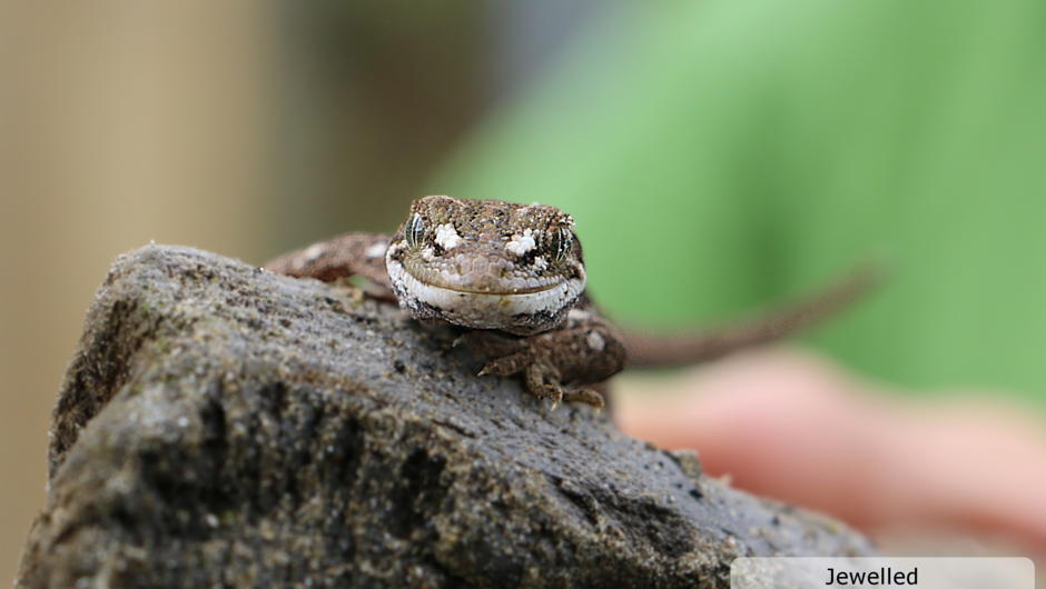 Jewelled North Canterbury Gecko