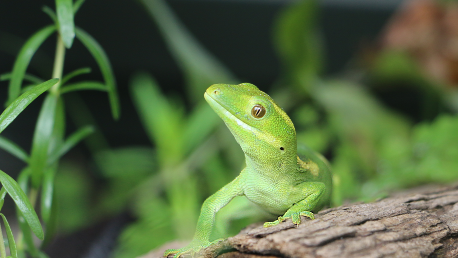 Northland Green Gecko