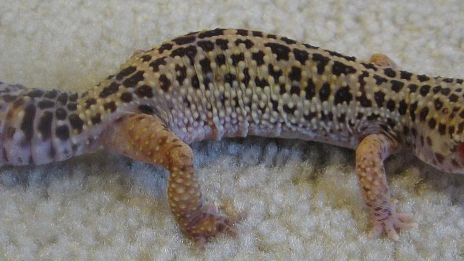 Leopard Gecko from Afghanistan
