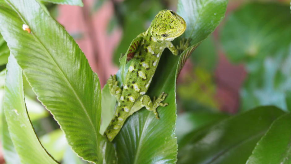 Rudis - Rough Gecko