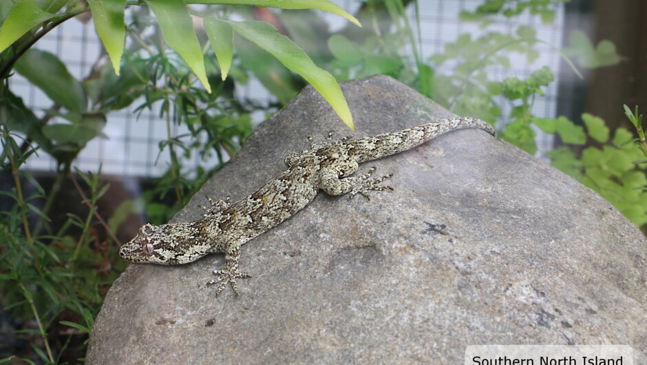 Southern North Island Forest Gecko