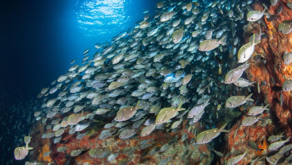 One of the many schools of fish at the Poor Knights Islands.