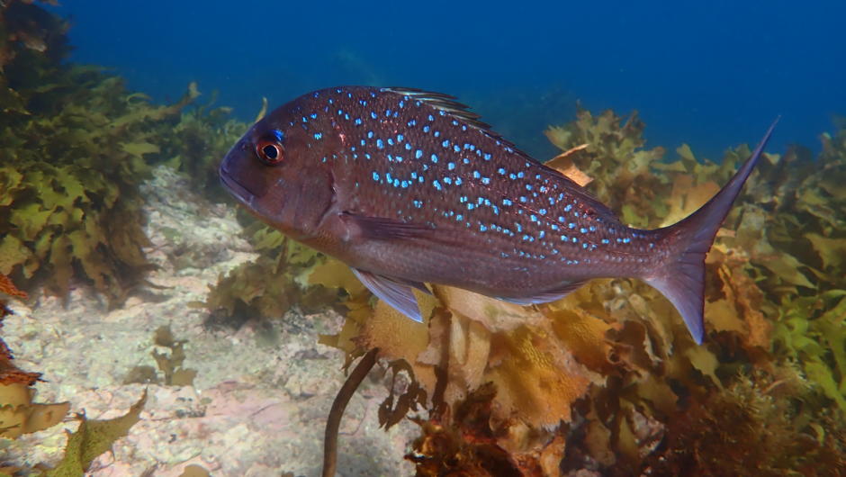 Snapper have amazing bright spots.
