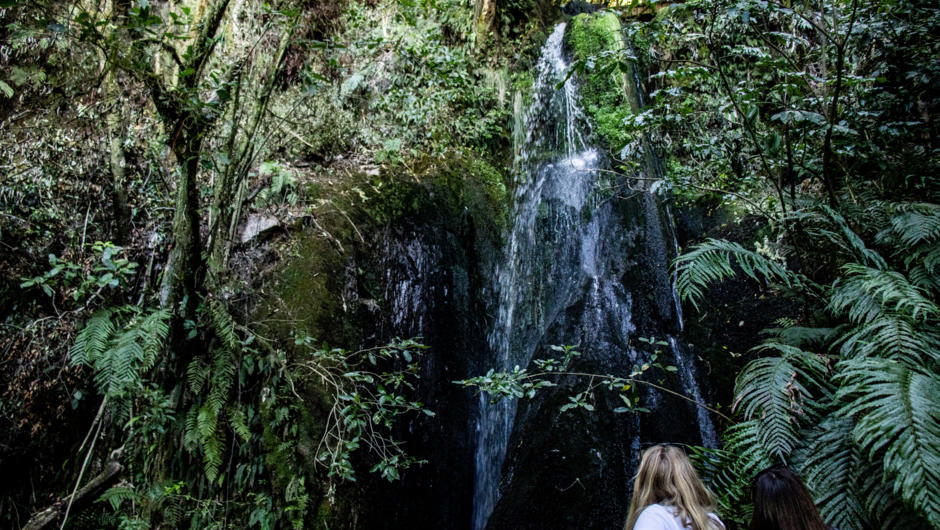 a short bush walk to Tutaewaeroa stream waterfall