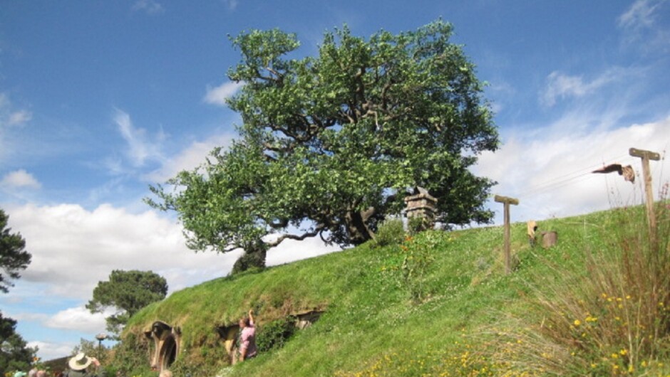 The Oak tree above Bag End