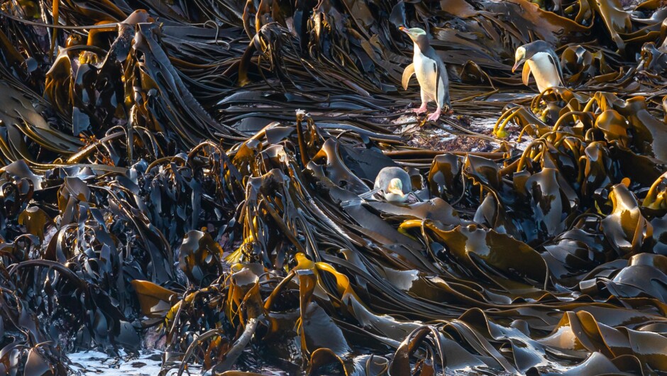 Yellow-Eyed Penguins amongst the kelp