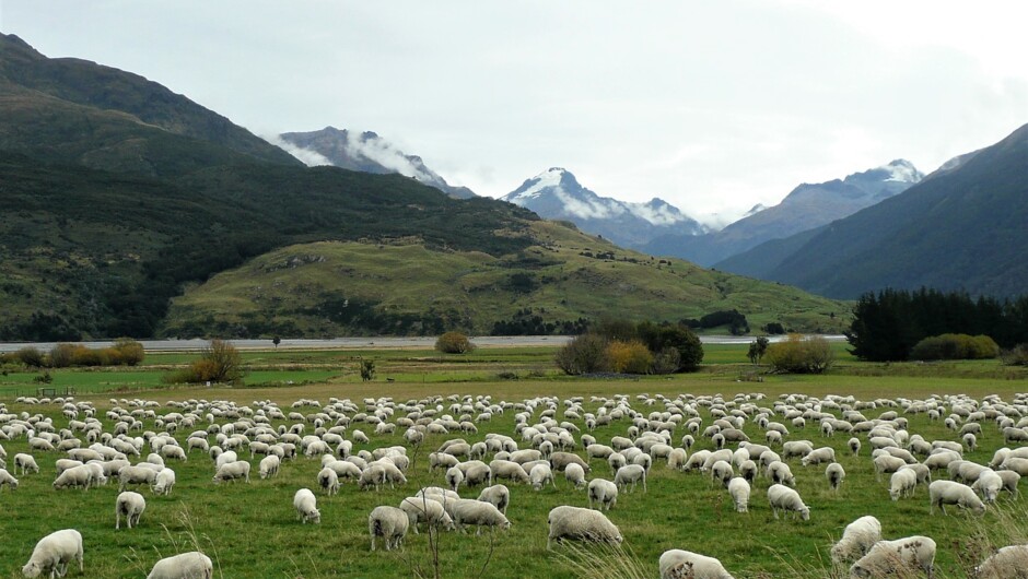 A classic NZ scene, mountains and sheep.