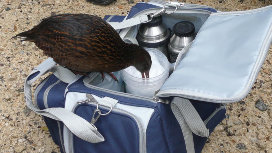 A Western Weka trying to help itself.