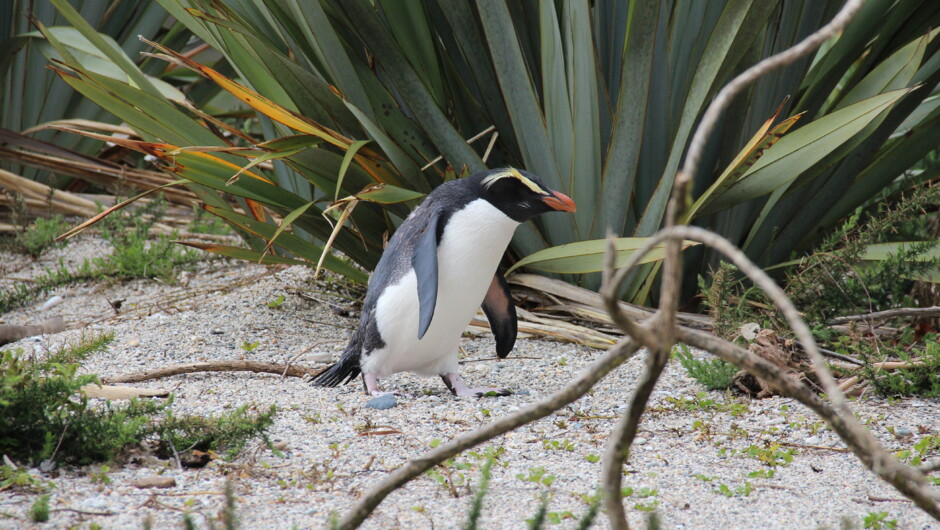 Tawaki / Fiordland crested penguins near Wilderness Lodge Lake Moeraki.