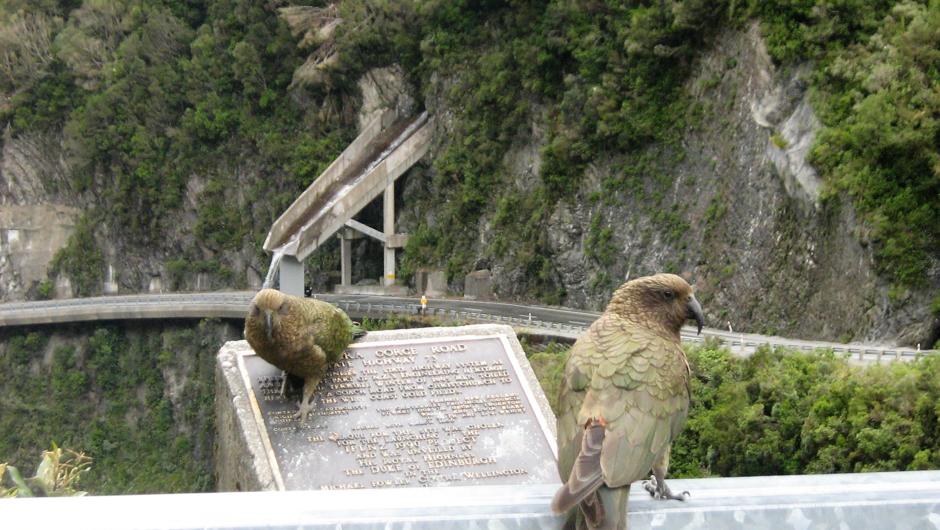 Native mountain parrots - Keas, in the Otira Gorge.