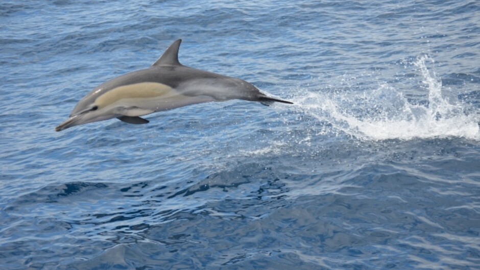 Whale &amp; Dolphin Cruise
