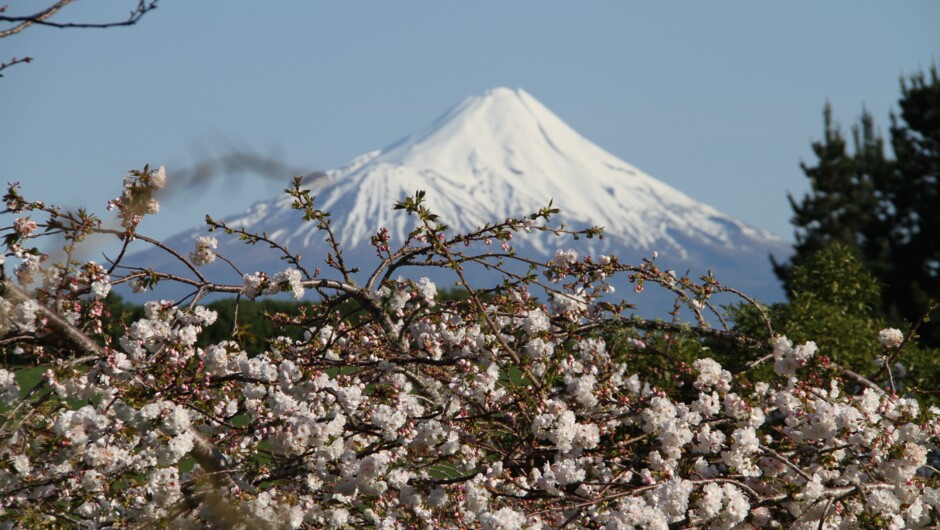 cherry blossom time