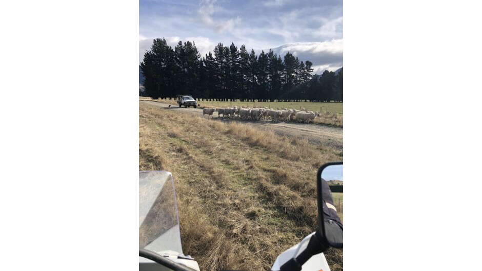 A busy traffic day on our Adventure Tours. Making way for local farmer hard at work.