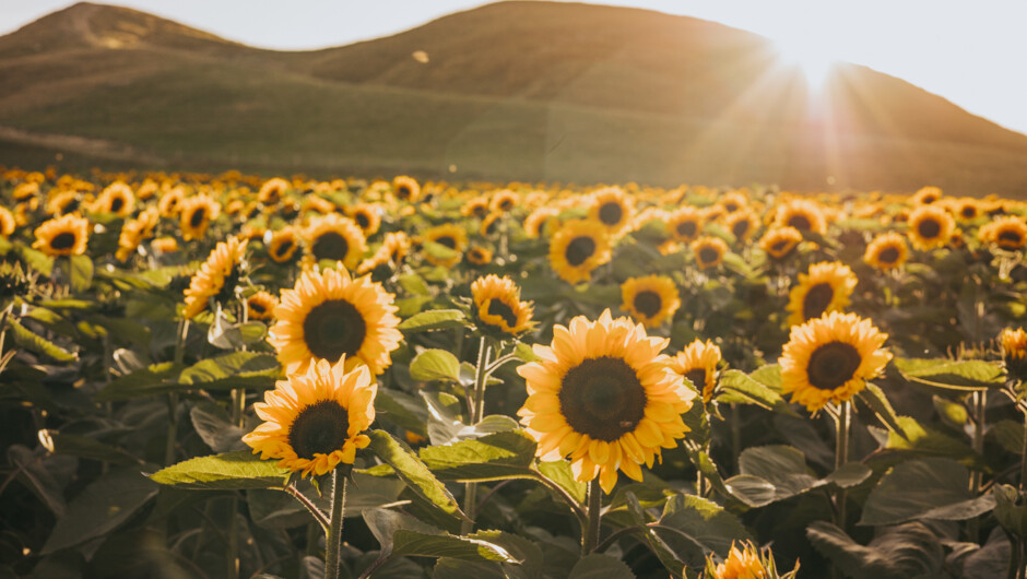 Our main field is planted by hand with purpose - golden hour Photography