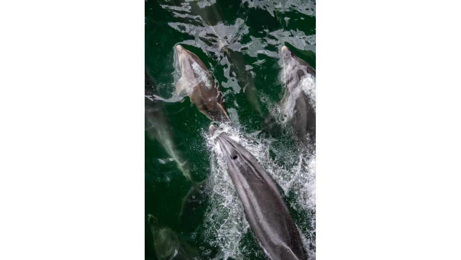 Dolphins, Fiordland