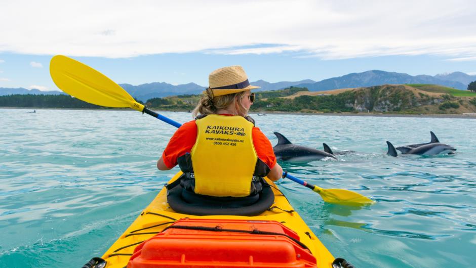 Private Kayaking tour with Dusky Dolphins