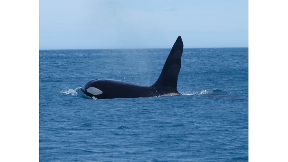 Orca, Marlborough Sounds