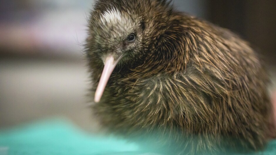 New Zealand&#039;s iconic Kiwi bird