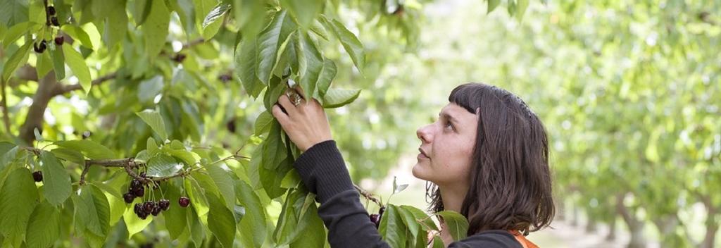 Picking cherries