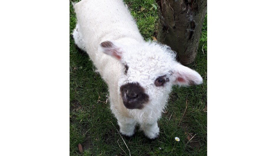 Meet Trevor one of our friendly sheep, he loves to be hand feed.