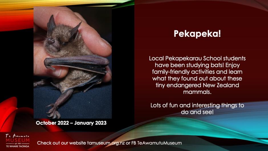 Pekapeka. Local Pekapekarau School students have been studying native bats! enjoy family-friendly activities and learn what they found out about these tiny endangered Aotearoa New Zealand mammals.