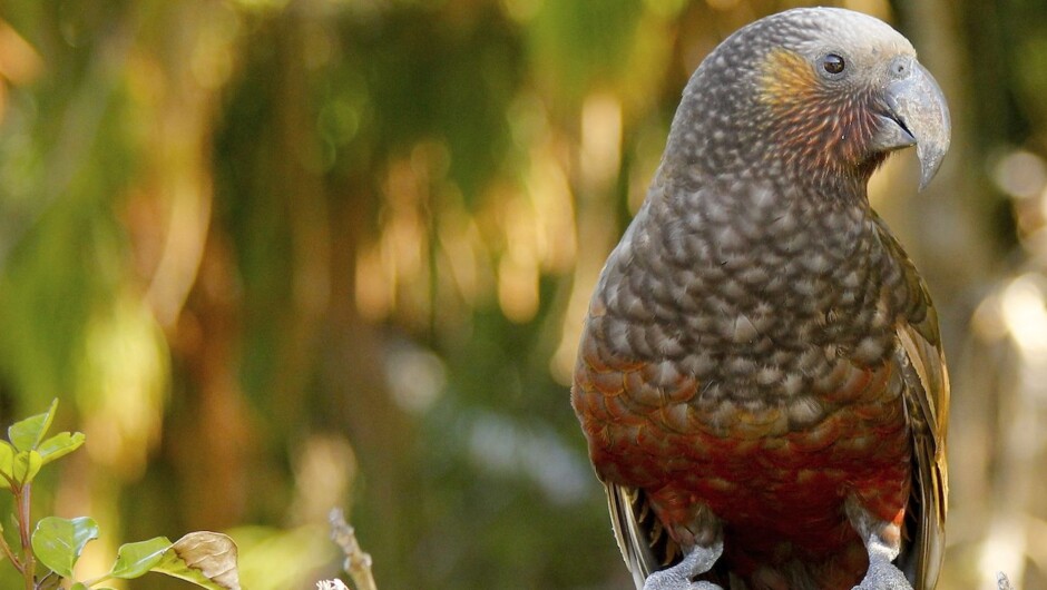 Curious kaka