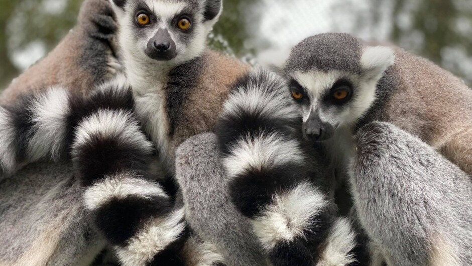 Ring-tailed lemurs are always a visitor favourite.
