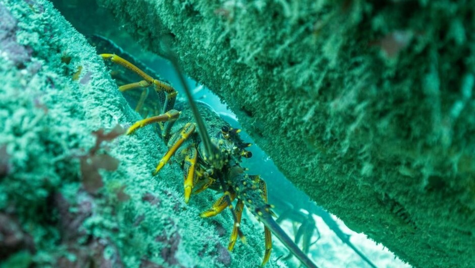 Crayfish hiding under a rock.