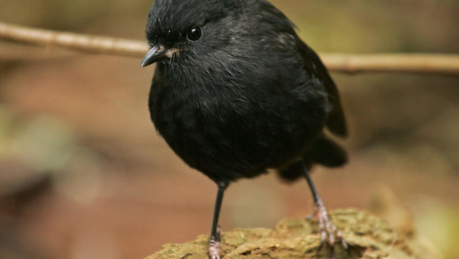 Black Robin