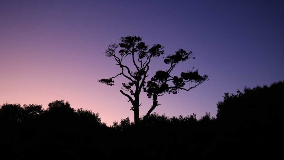 Stunning sky silhouette of the mighty RImu that is in view as you walk up the stairs to Hananui. It spreads its branches wide and at its roots, it protects kiwi nesting below.