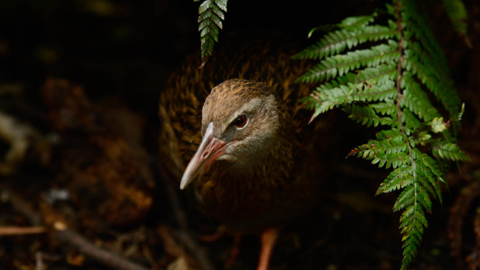 Come in and visit some of our walk in aviaries including Weka and Kea.