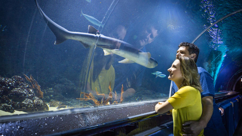 Discover sharks, rays, seahorse and much more at SEA LIFE Kelly Tarlton's Aquarium