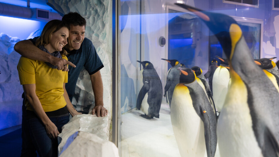 Get up-close to the penguins at Sea Life Kelly Tarlton's