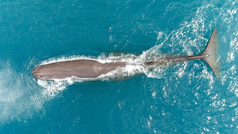 The Mighty Sperm Whale from above
