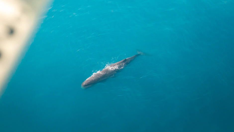 Kaikoura's Local Sperm Whales from an aircraft
