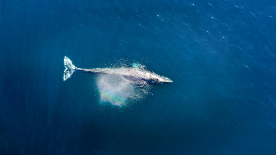 Solitary Blue Whale passing by