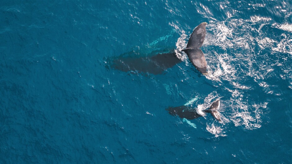 Humpback Whale with a calf