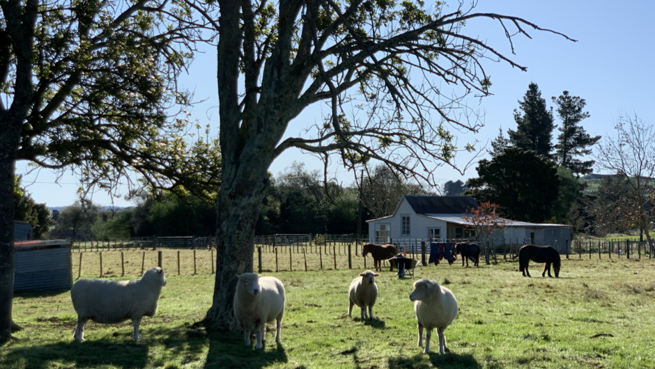 View of the cottage from our back paddock