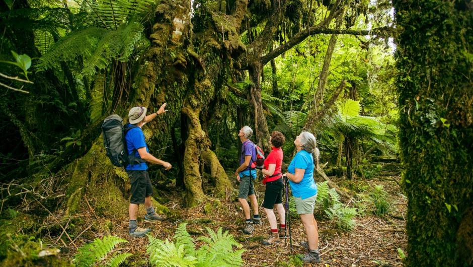 Learn about this ancient rainforest in the Fox Glacier valley West Coast NZ