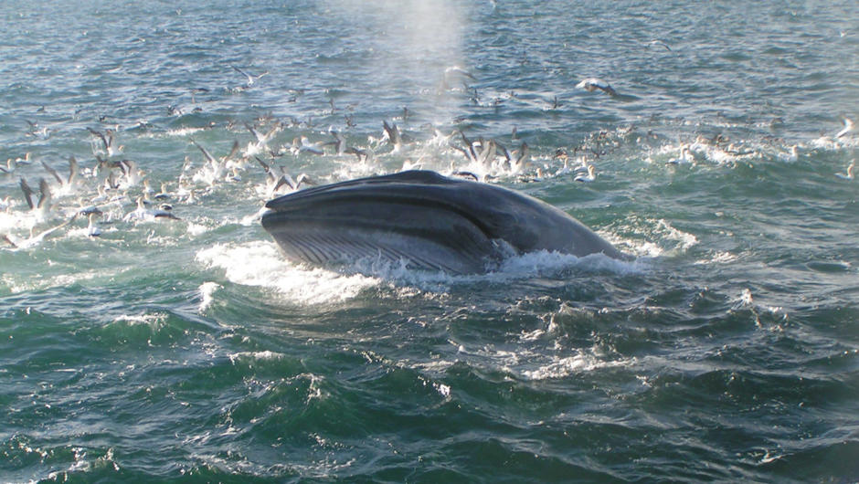 Lunging Brydes Whale