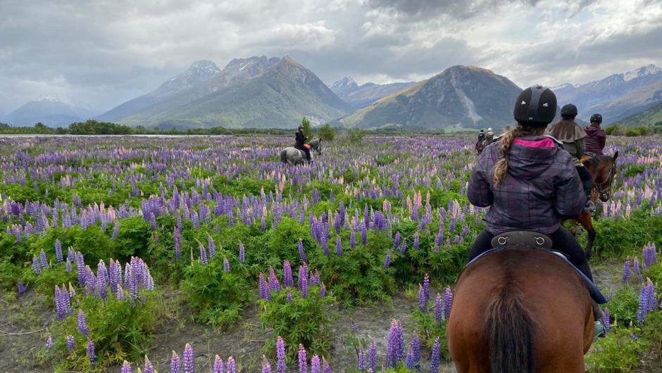 Horse riding on the South Island