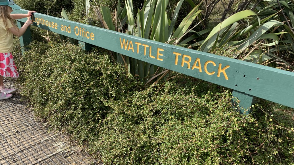 Walking track on Tiritiri Matangi Island
