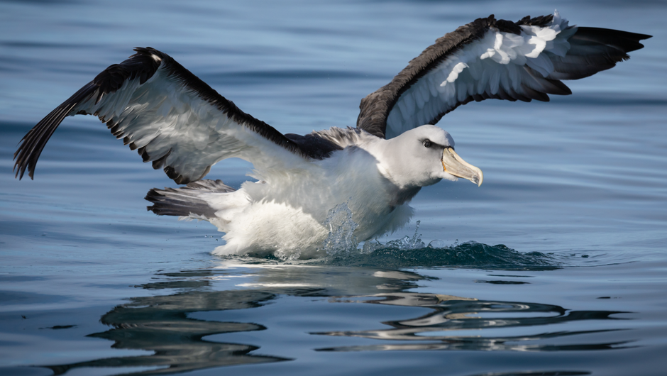 Albatross on the water, Kaikōura.