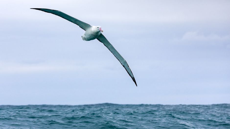 Albatross on the wing, Kaikōura