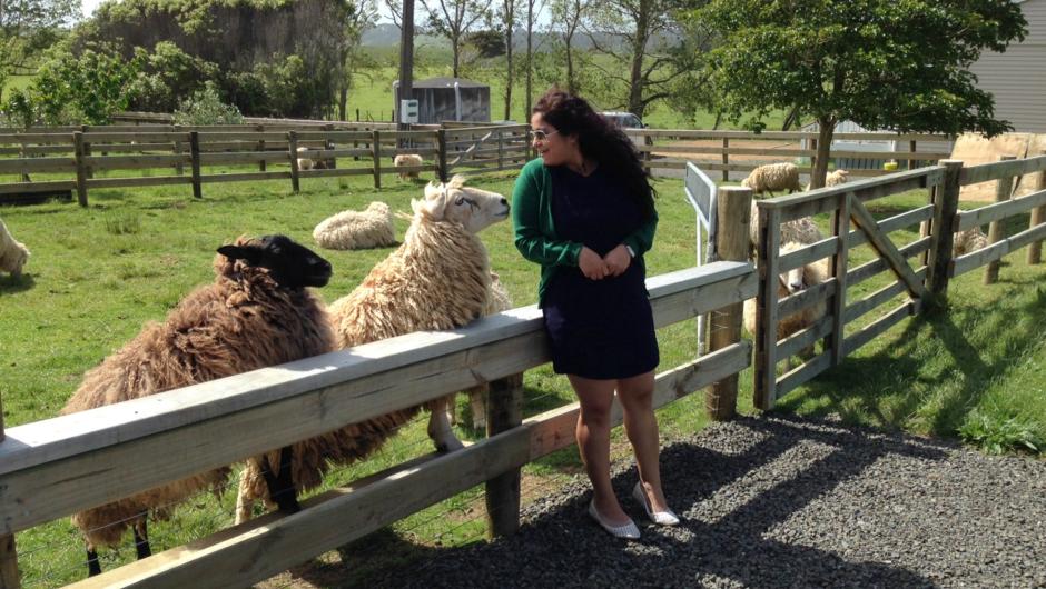 get close and personal with our pet sheep