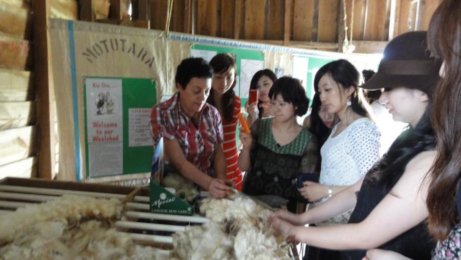 See a REAL working woolshed on Auckland&#039;s sheep farm tour